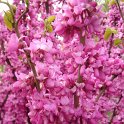 Cercis chinensis P1B P6 (2)
